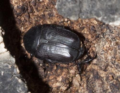 Réf. 248 492 : Netocia morio