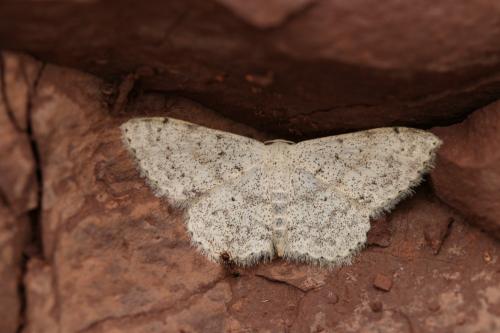 Réf. 248 066 : Scopula marginepunctata