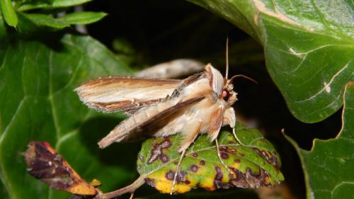 Cucullia sp.