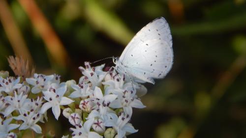 Celastrina argiolus