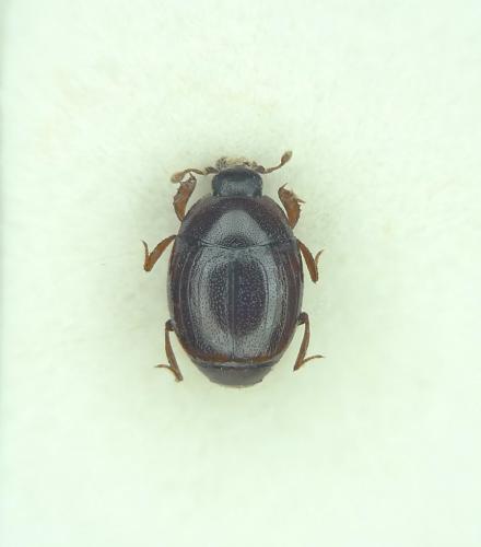 Kissister minimus