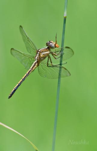 Nesciothemis farinosa