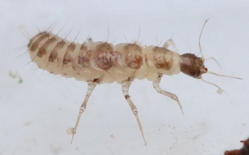 Stenus sp.