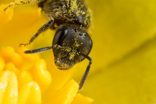 Réf. 248 010 : Lasioglossum sp.