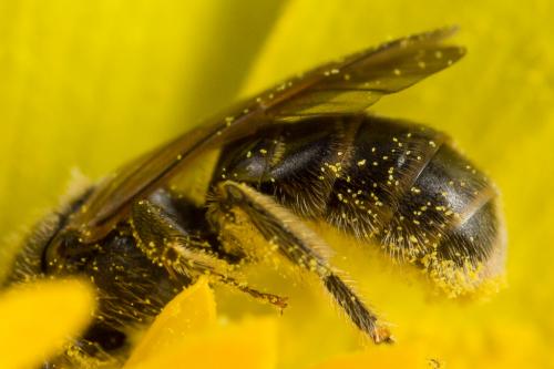 Lasioglossum sp.