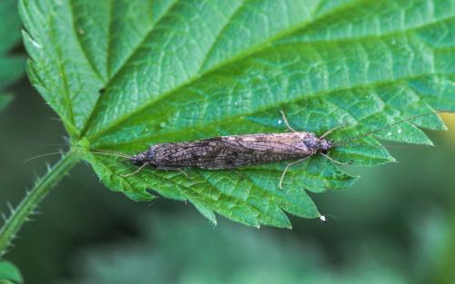 Réf. 248 053 : Hydropsyche sp.