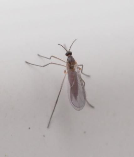 Réf. 248 985 : Lestremiinae inconnu