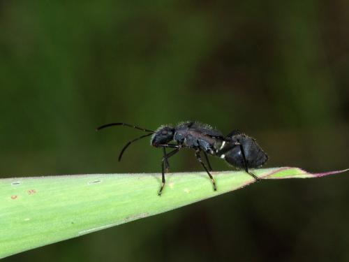 Mirperus jaculus