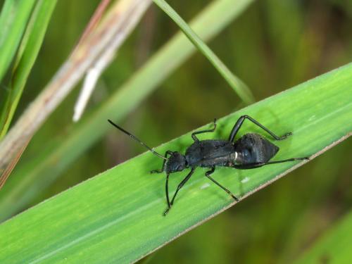Mirperus jaculus