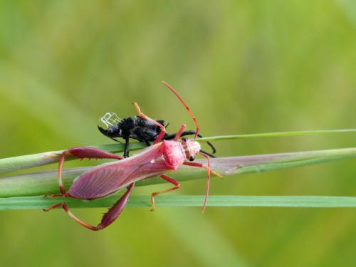 Mirperus jaculus