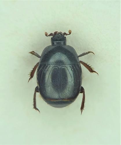 Réf. 248 941 : Hypocaccus curtus