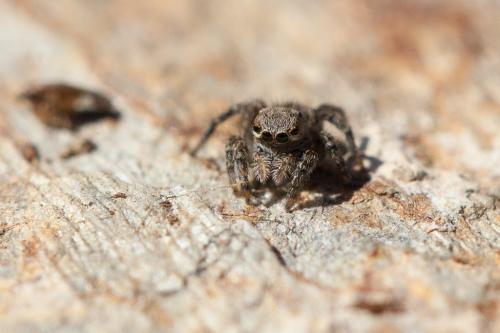 Aelurillus v-insignitus