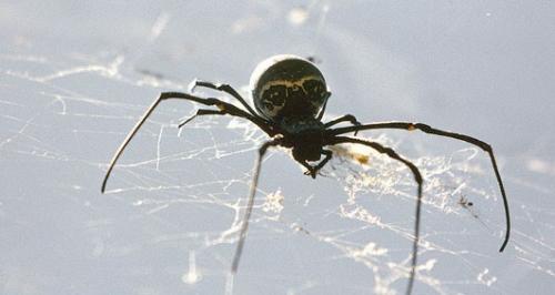 Nephila_sl sp.