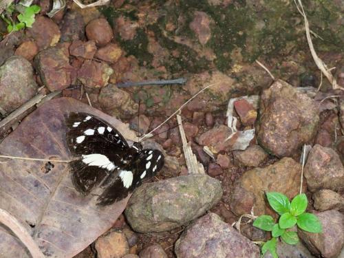 Aterica galene