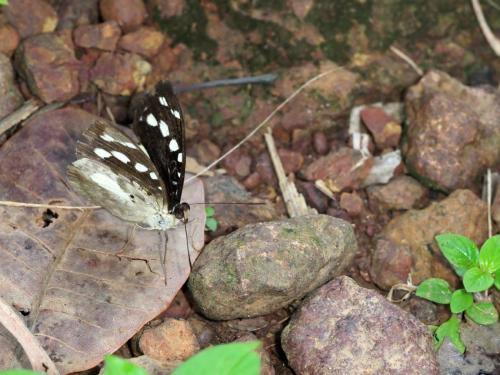 Aterica galene