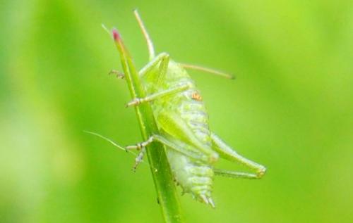 Tettigonia viridissima