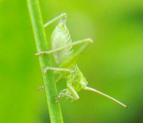 Tettigonia viridissima