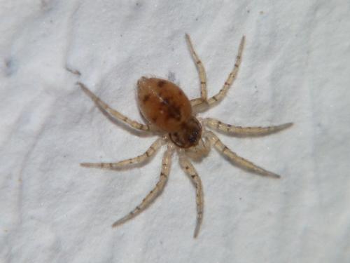 Oecobius sp.