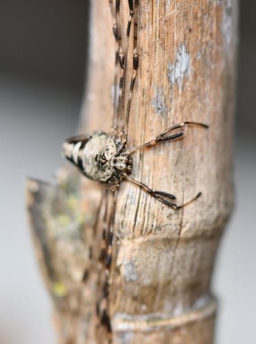 Réf. 248 201 : Dicranopalpus ramosus