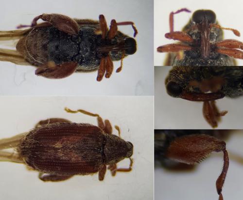 Réf. 248 611 : Orchestes quercus