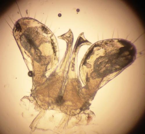 Orthochordeumella pallida