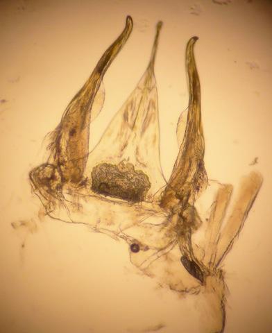 Orthochordeumella pallida