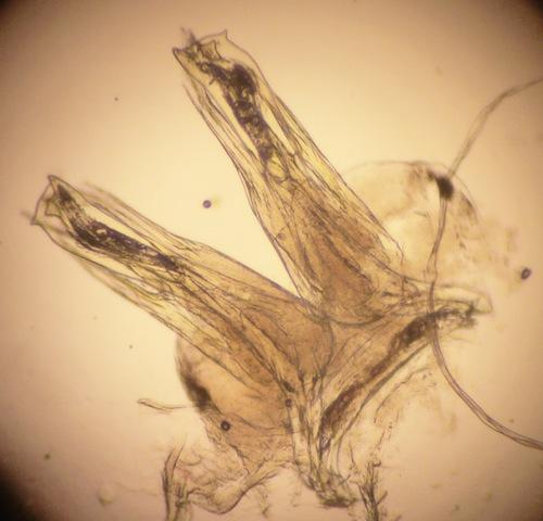 Réf. 248 339 : Orthochordeumella pallida