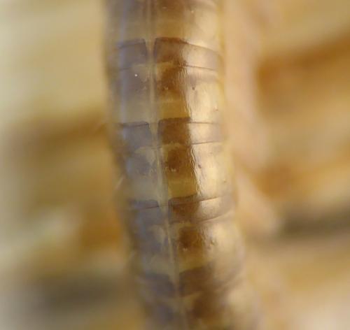 Réf. 248 336 : Orthochordeumella pallida