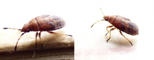 Réf. 248 933 : Kleidocerys sp.