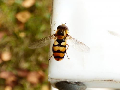 Eupeodes latifasciatus