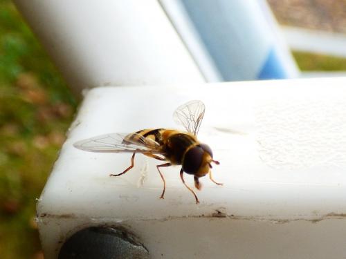 Réf. 248 936 : Eupeodes latifasciatus