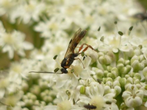 Réf. 248 000 : Pristomerus sp.
