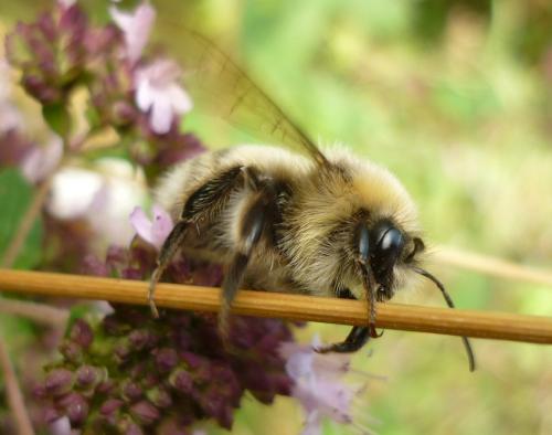 Réf. 248 084 : Bombus lucorum