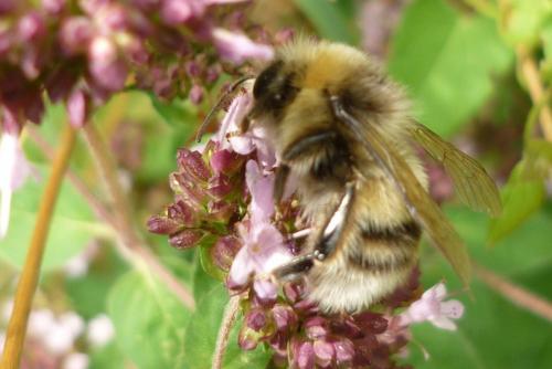 Réf. 248 229 : Bombus lucorum
