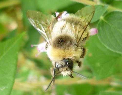 Réf. 248 086 : Bombus lucorum
