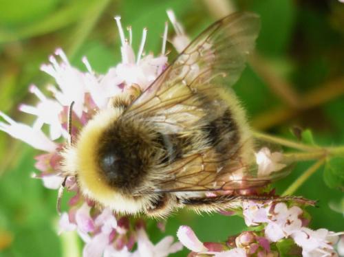 Réf. 248 087 : Bombus lucorum