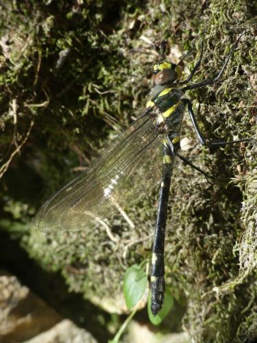 Macromia splendens