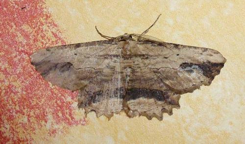 Menophra abruptaria