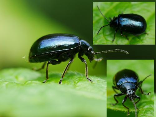 Réf. 248 253 : Agelastica alni