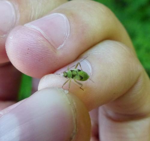 Réf. 248 801 : Calocoris alpestris