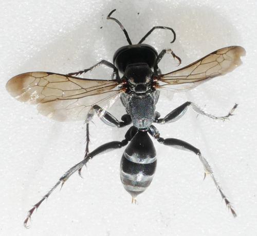 Liris niger