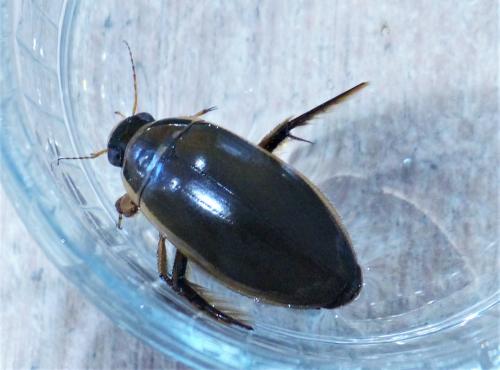 Dytiscus circumflexus
