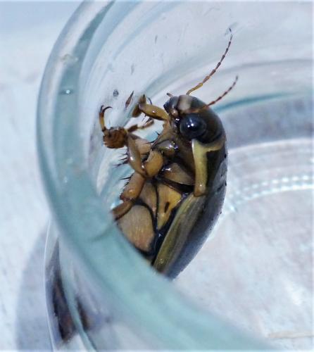 Dytiscus circumflexus