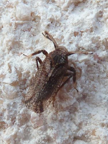 Réf. 248 280 : Asiraca clavicornis