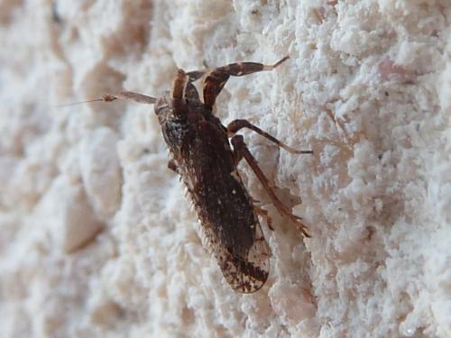 Réf. 248 281 : Asiraca clavicornis