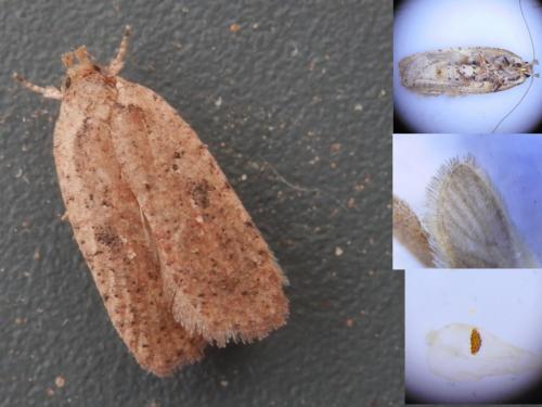 Réf. 248 060 : Agonopterix scopariella