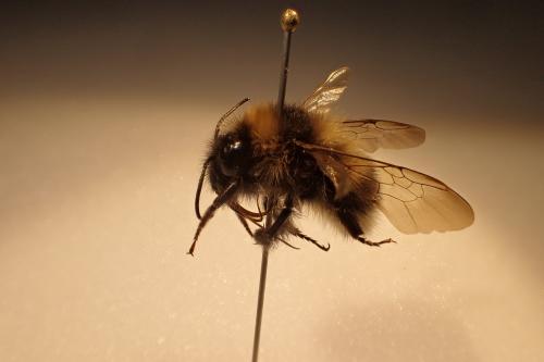 Réf. 248 204 : Bombus hortorum