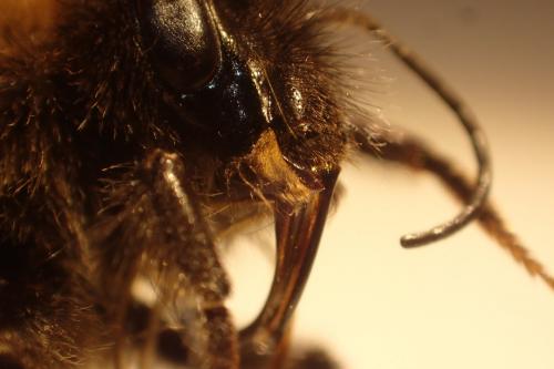 Réf. 248 205 : Bombus hortorum