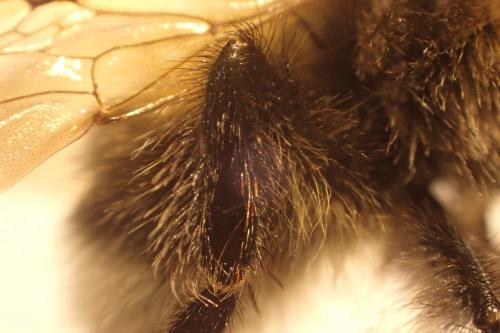 Réf. 248 206 : Bombus hortorum