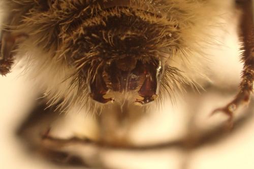 Réf. 248 207 : Bombus hortorum